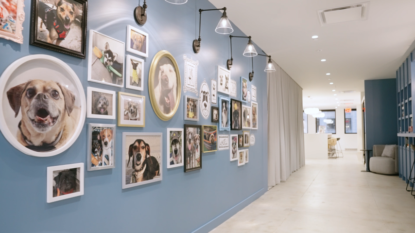 BarkBox HQ